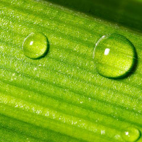 Drop on leaf