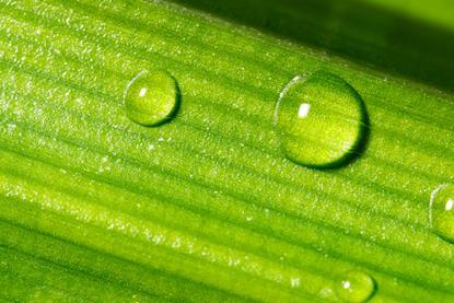 Drop on leaf