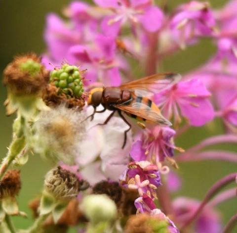 Hoverfly