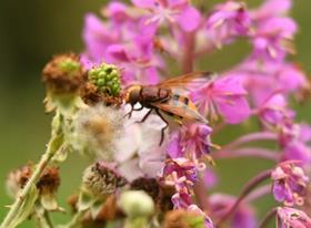Hoverfly