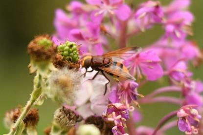 Hoverfly
