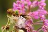 Hoverfly