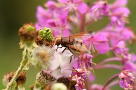 Hoverfly