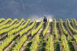 Vineyard_Tractor_Okanagan