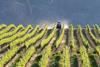 Vineyard_Tractor_Okanagan